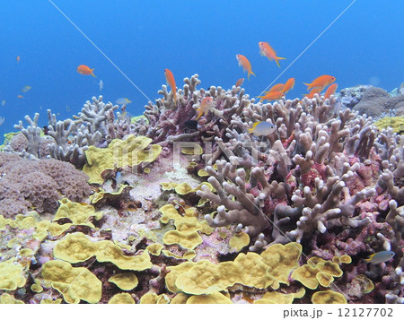 熱帯魚の乱舞 12127702