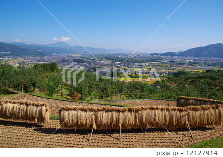 姨捨の棚田 はぜ掛け 姨捨の棚田 はぜ掛け 12127914