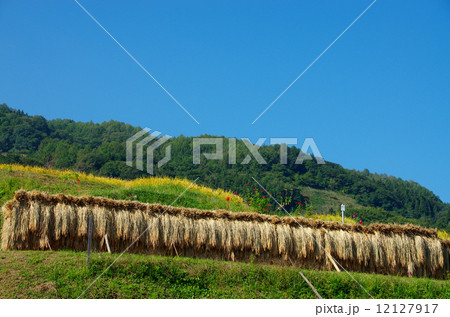 姨捨の棚田 はぜ掛け 姨捨の棚田 はぜ掛け 12127917