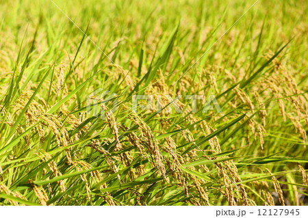 稔稲~黄金色の絨毯 稔稲~黄金色の絨毯 12127945