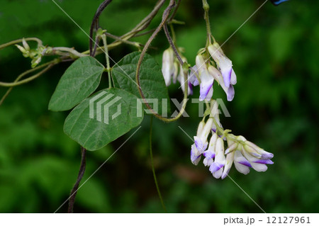 ヤブマメ ヤブマメ 12127961