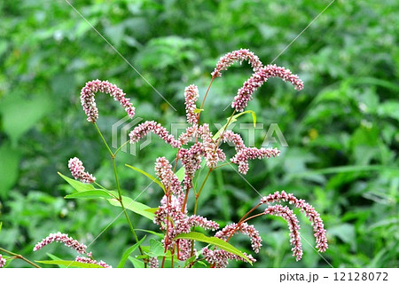 オオイヌタデ オオイヌタデ 12128072