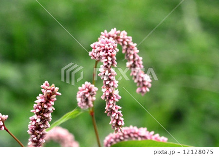 オオイヌタデ オオイヌタデ 12128075