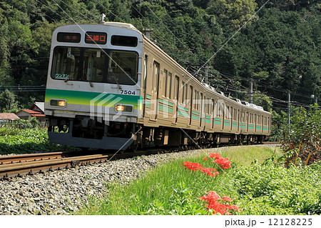 秩父鉄道「彼岸花咲く沿線風景と電車」 秩父鉄道「彼岸花咲く沿線風景と電車」 12128225