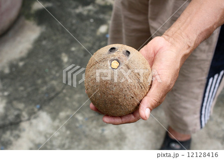 coconut coconut 12128416