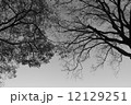 木影 12129251