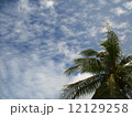 南国 12129258