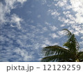 南国 12129259
