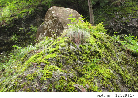 岩に生える苔の写真素材