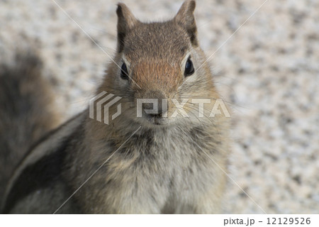 セコイア国立公園のキンイロジリス セコイア国立公園のキンイロジリス 12129526