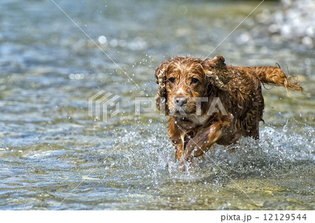 Happy Dog English cocker spaniel while running to you Happy Dog English cocker spaniel while running to you 12129544