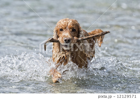 Happy Dog English cocker spaniel while running to you Happy Dog English cocker spaniel while running to you 12129571