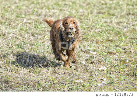 Happy Dog English cocker spaniel while running to you Happy Dog English cocker spaniel while running to you 12129572