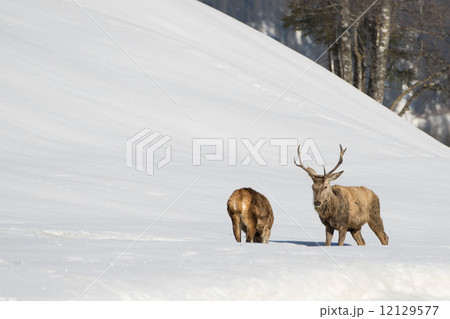 Deer on the snow background 12129577