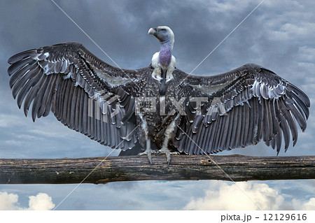 Isolated vulture, buzzard looking at you 12129616