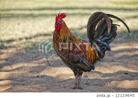 Ruster chicken on hawaian beach Ruster chicken on hawaian beach 12129640