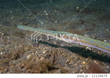 Cornet Trumpet Fish Fistularia commersonii Cornet Trumpet Fish Fistularia commersonii 12129679