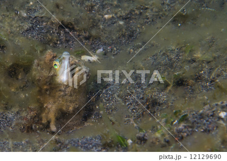 Goby fish Goby fish 12129690