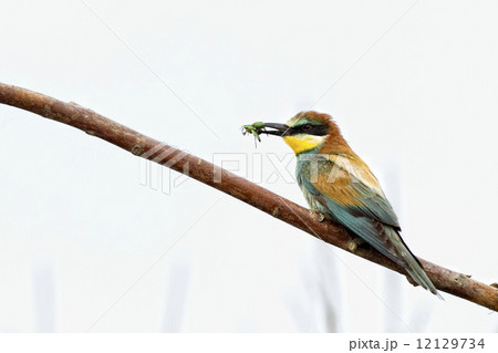 Bee eater on the tree isolated on white 12129734