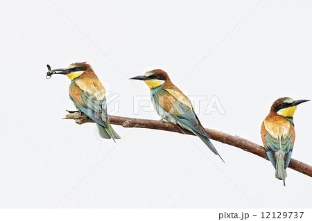 Bee eater on the tree isolated on white 12129737