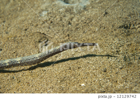 pipe fish on sand pipe fish on sand 12129742
