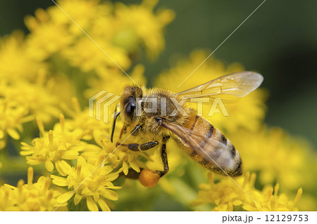Bee while sucking pollen 12129753