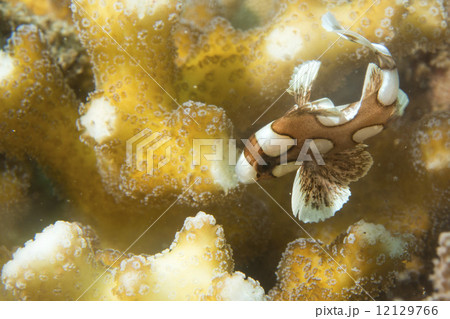 plectorhinchus clown fish plectorhinchus clown fish 12129766