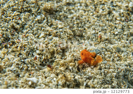 baby frog fish the smallest on the world baby frog fish the smallest on the world 12129773