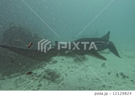 Very rare Black Manta in the blue background 12129824