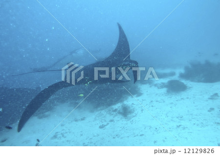 Very rare Black Manta in the blue background 12129826