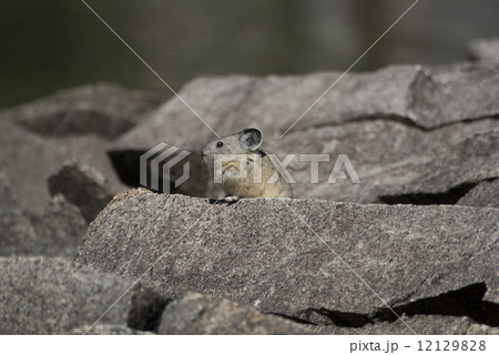 セコイア国立公園のナキウサギ 12129828