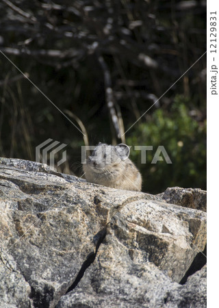 セコイア国立公園のナキウサギ 12129831