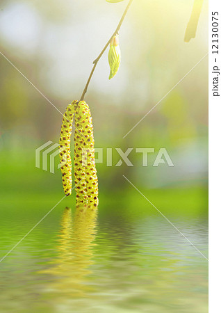 Spring birch Spring birch 12130075