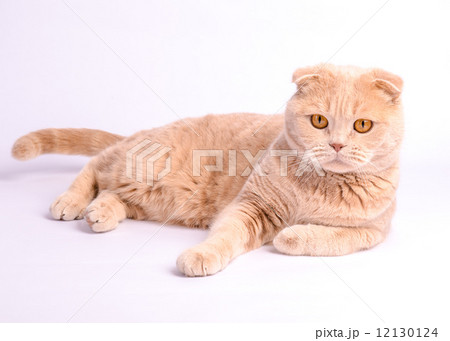 Relaxed scottish fold cat laying on the white background 12130124