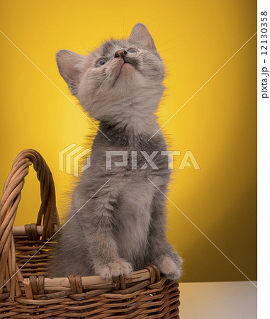 Little funny kitten 12130358