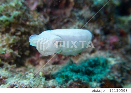 コブシメ　幼魚 12130593