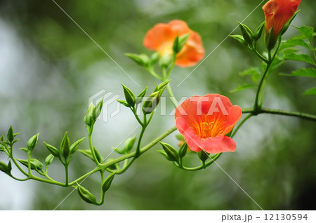 ノウゼンカズラ ノウゼンカズラ 12130594