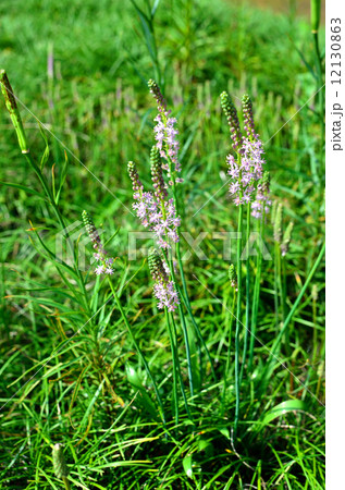 植物・ツルボ　ヒアシンス科 12130863