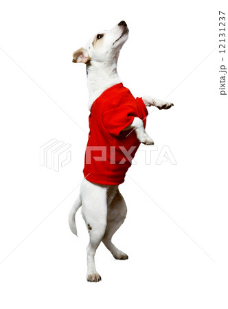 Dog in a red shirt 12131237