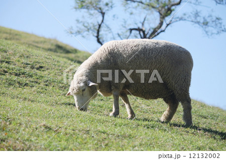 ヒツジ 12132002
