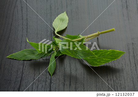 Bergamot leaves 12132037