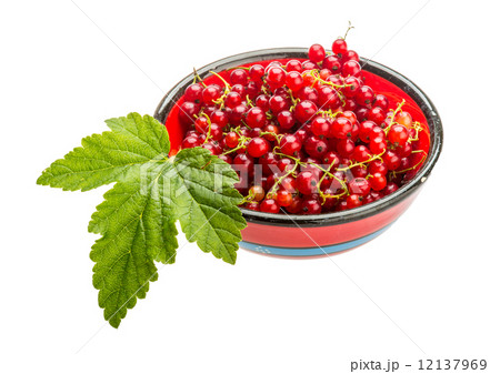 Red currant 12137969