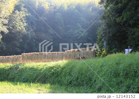 棚田米のハデ掛け 棚田米のハデ掛け 12143152