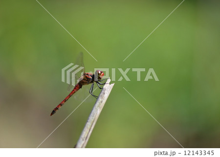 ナツアカネの♂ 12143345