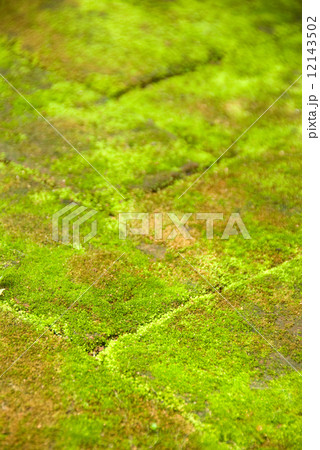 Mossy path Mossy path 12143502