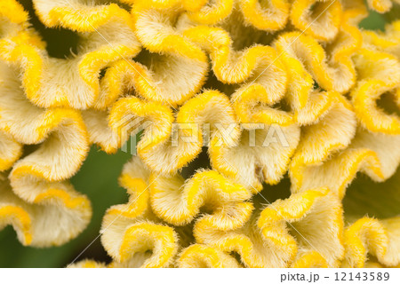 Yellow cockscomb 12143589