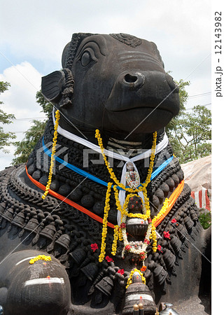 Nandi bull Nandi bull 12143982