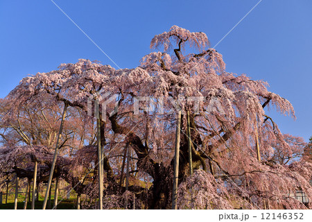 三春の滝桜 12146352