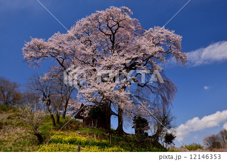 福島の桜 福島の桜 12146353