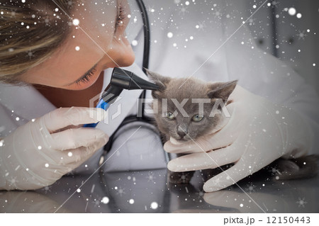 Composite image of vet examining ear of kitten Composite image of vet examining ear of kitten 12150443
